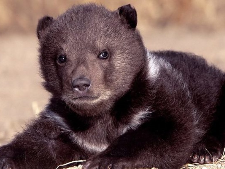 В России медведь забрался на дачу и съел весь борщ