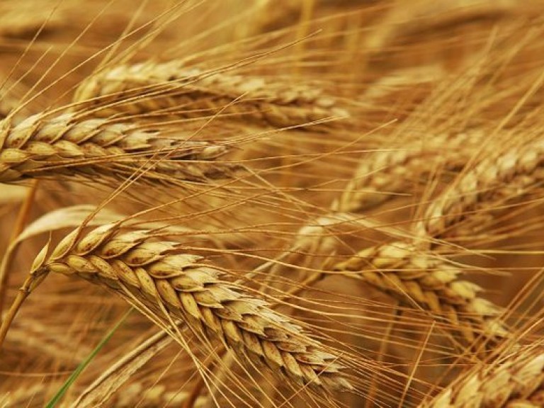Присяжнюк: Экспорт украинского зерна вырос на 16%