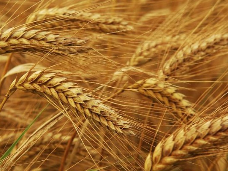 Присяжнюк: В ближайшее время США завершит сертификацию украинского зерна