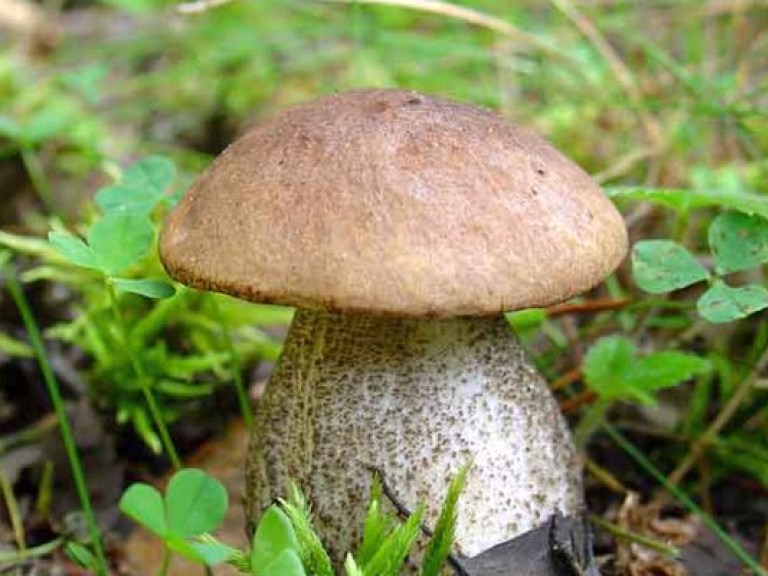 В Крыму 12-летняя девочка отравилась грибами