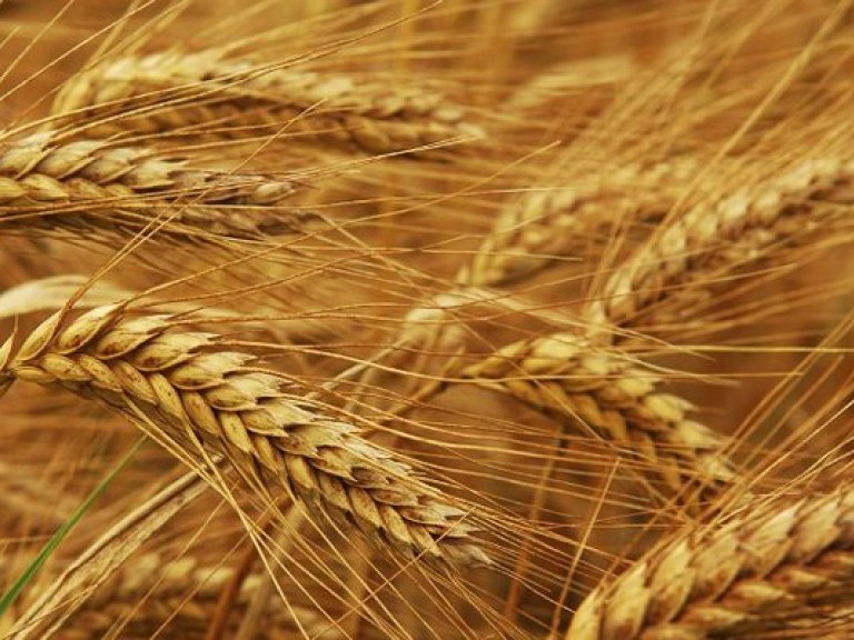 Причерноморский зерновой пул сможет заработать через полгода?