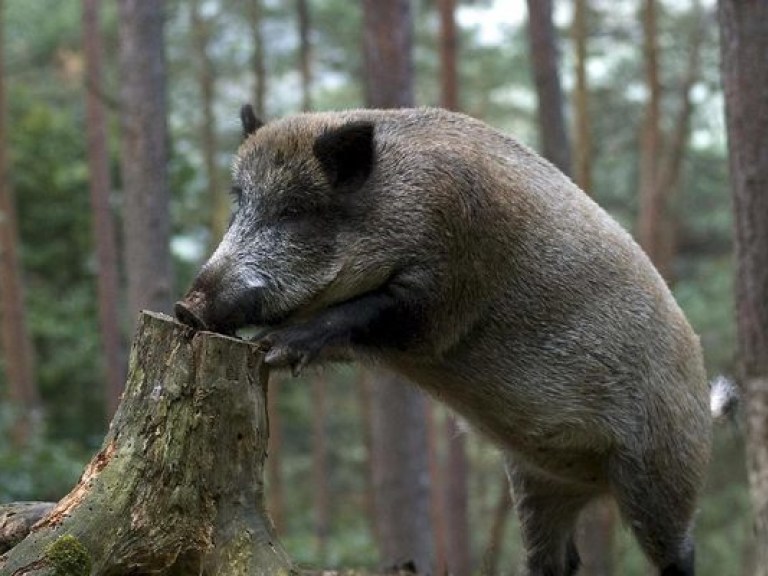 В Харьковской области начнется отстрел диких кабанов из-за африканской чумы свиней