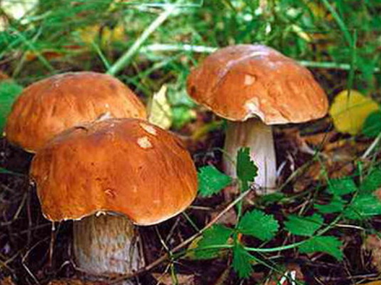 В Крыму два человека отравились грибами