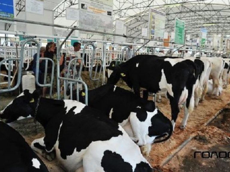 Эксперт: Правительство увеличило мотивацию селян в содержании скота