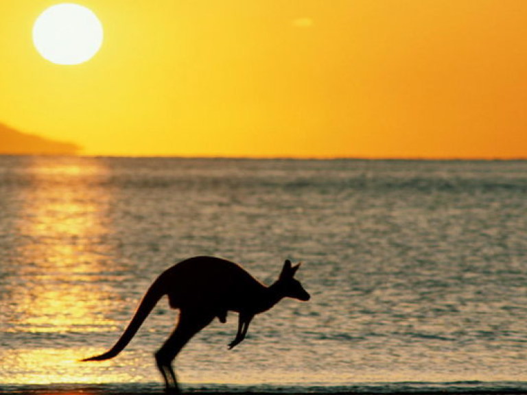 В Австралии кенгуру захватил аптеку (ВИДЕО)