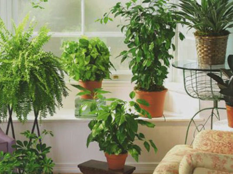 Воздух в помещении можно оздоровить с помощью растений