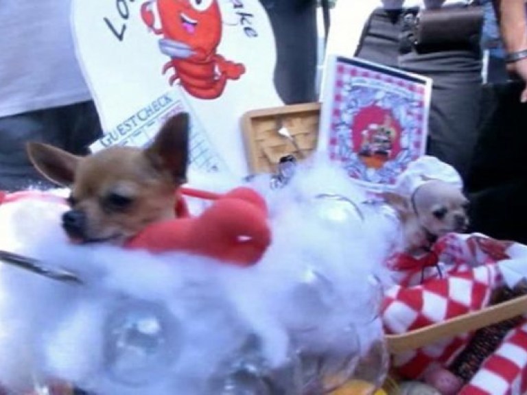 Мегапозитив: В Нью-Йорке состоялся костюмированный парад четвероногих (ФОТО, ВИДЕО)