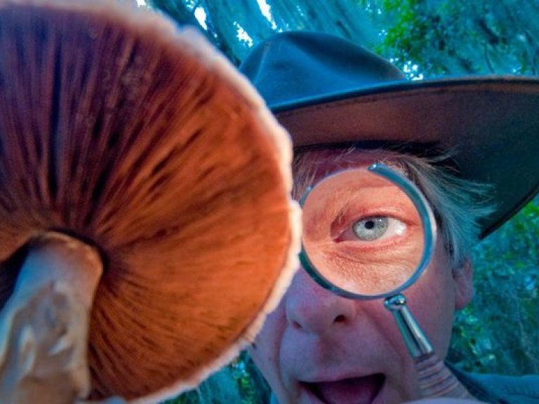 Грибы помогут похудеть — медики