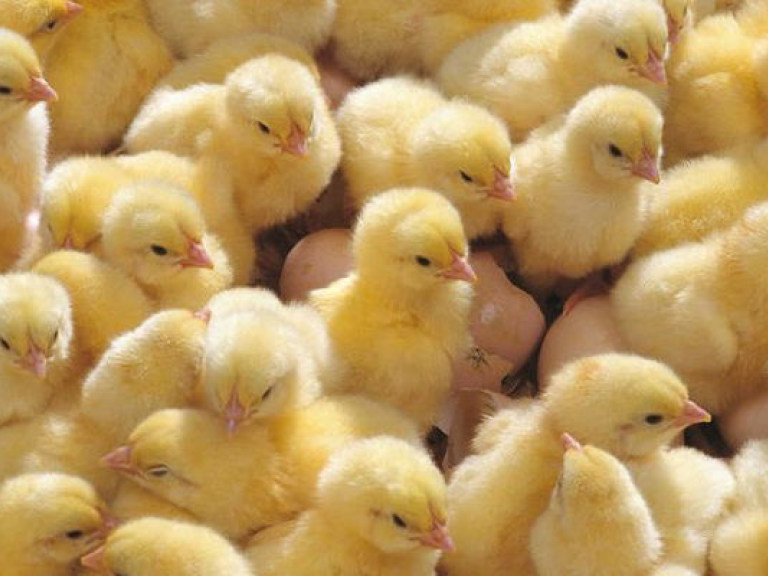 На одной из птицефабрик Тернопольщины за три дня вымерло 17 тысяч цыплят