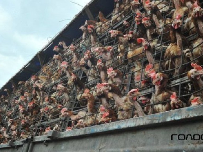 Таинственный мор курей на Тернопольщине: уже сдохло 40 тысяч цыплят