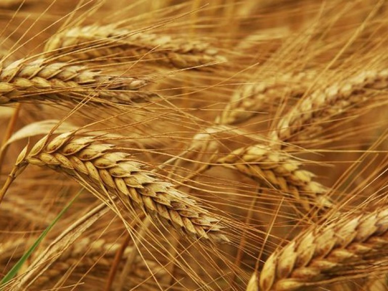 Украина лидирует по экспорту в ЕС зерновых и масличных культур — эксперт