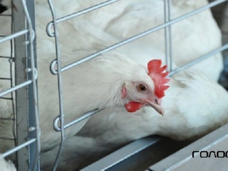 Украина может поставлять в ЕС 40 тысяч тонн мяса птицы в год — эксперт