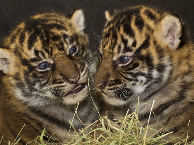 Посетители зоопарка в Вашингтона впервые увидели уникальных суматранских тигрят (ВИДЕО)