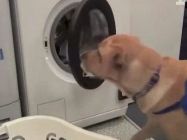 Британцы создали стиральную машину, которой может управлять собака (ВИДЕО)