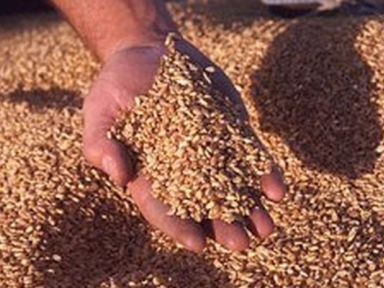 Присяжнюк: Аграрный фонд закупит 1,2 млн тонн пшеницы, ржи и ячменя