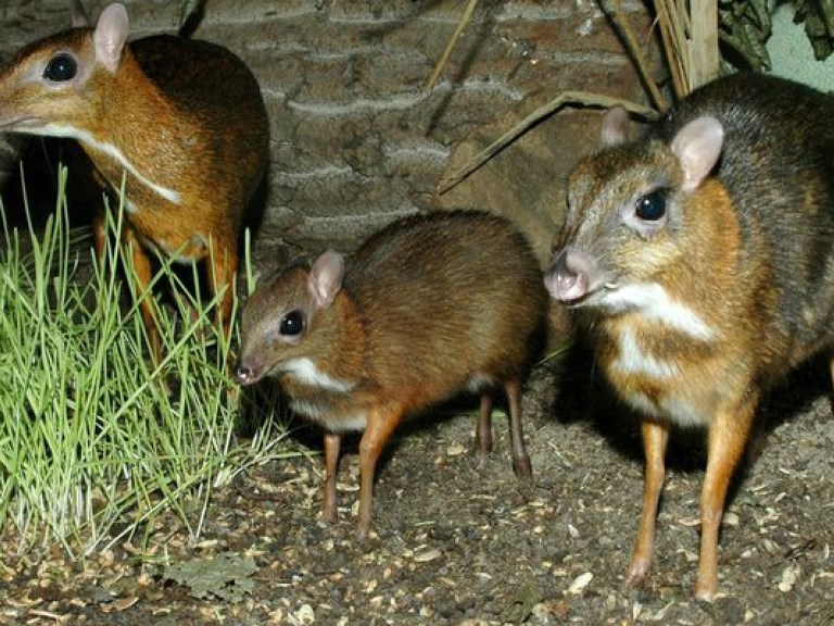 Ученые сделали уникальные кадры мышиного оленя в дикой среде (ВИДЕО)