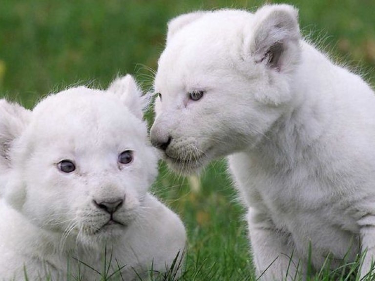 В зоопарке Тбилиси сенсационное событие: на свет появились детеныши белого льва (ВИДЕО)