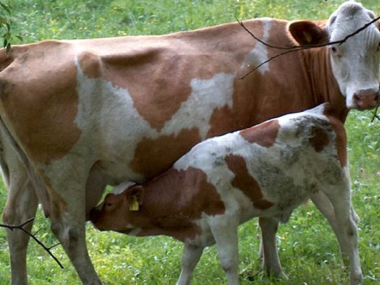 Эксперт: Введение запрета на подворный убой скота приведет к обнищанию села