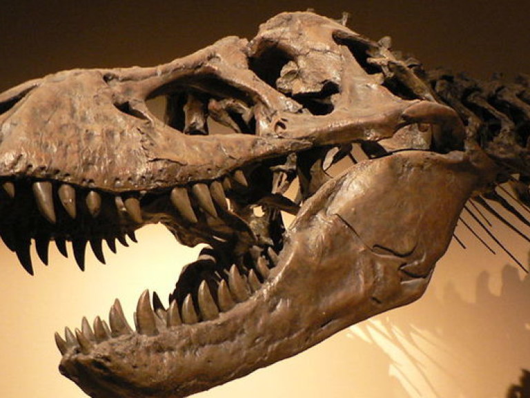 Палеонтологи обнаружили нового родственника тиранозавра