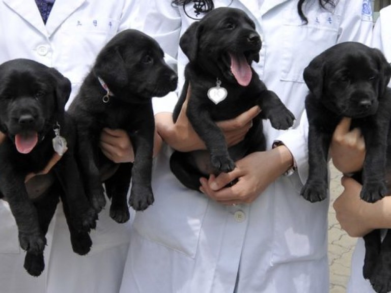 Англичане готовы клонировать первую собаку (ВИДЕО)