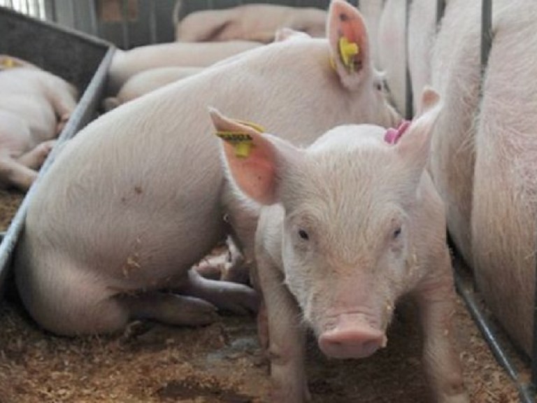 В Луганской области зафиксирована африканская чума свиней