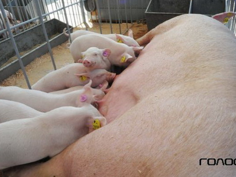 В Украине из-за угрозы африканской чумы свиней введен карантин