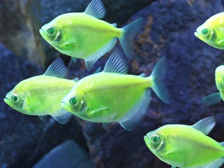 Ученые обнаружили 180 видов светящихся рыб