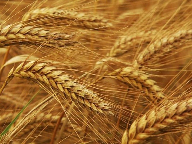 Украина входит в первую десятку производителей пшеницы — эксперт