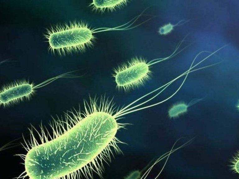 Чилийские ученые открыли новый вид бактерий