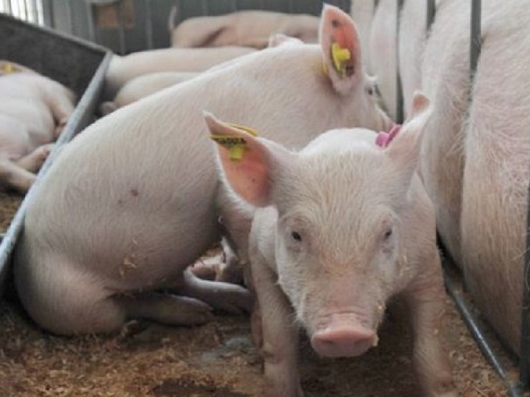 В Украине пересчитали коров, свиней и коз