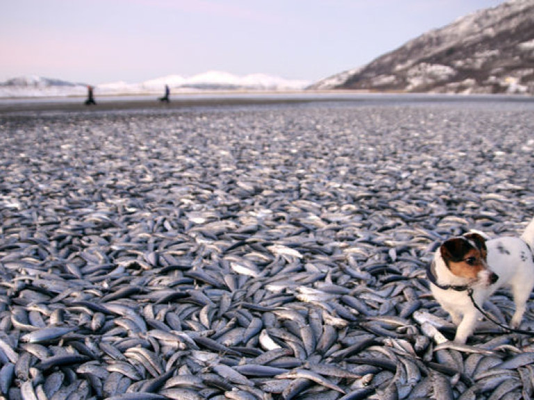 Украинцы могут остаться без селедки – в Норвегии вся рыба замерзла в заливе (ВИДЕО)