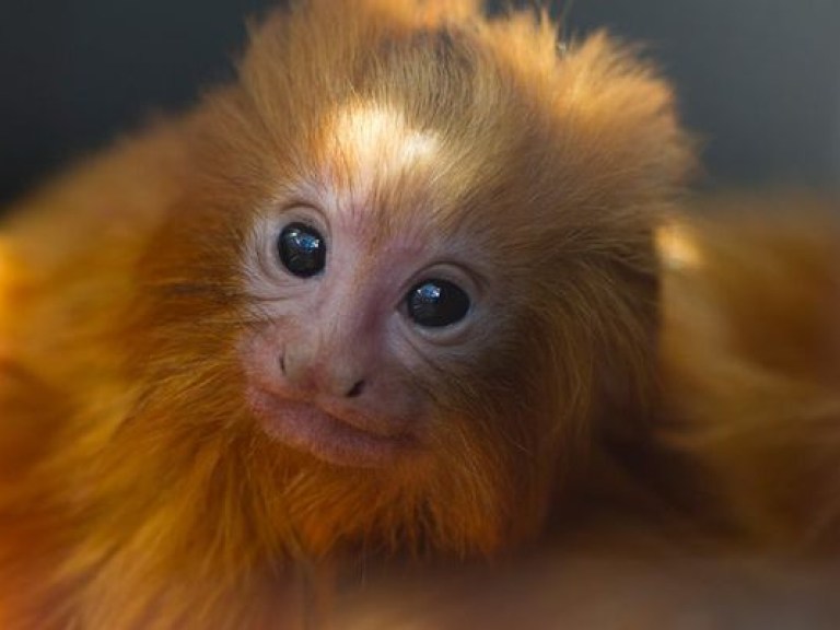 Сотрудники бразильского зоопарка выкармливают детеныша редкой золотой обезьяны (ВИДЕО)