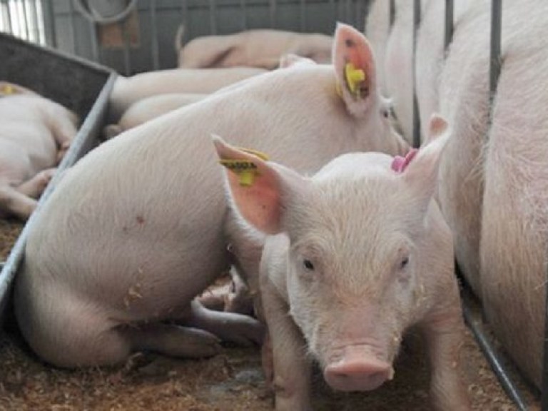 В двух районах Луганской области — карантин из-за африканской чумы свиней