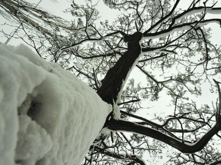 Завтра в Киеве выпадет снег — Кульбида