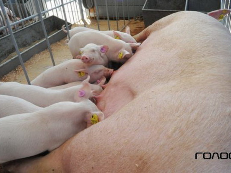 В 2013 году свиней в Украине стало больше