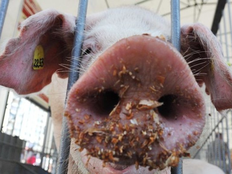 Присяжнюк: Чума свиней может привести к ограничениям поставок зерна за границу