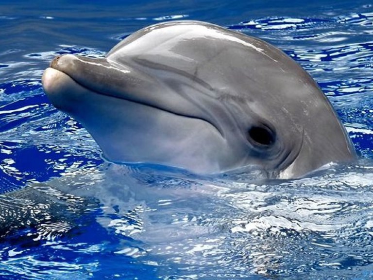 В Скадовском дельфинарии едва не замерзли дельфины и морские котики