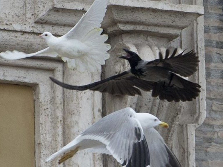 Дурной знак: ворон заклевал голубей, выпущенных Папой Римским после молитвы за Украину (ФОТО)
