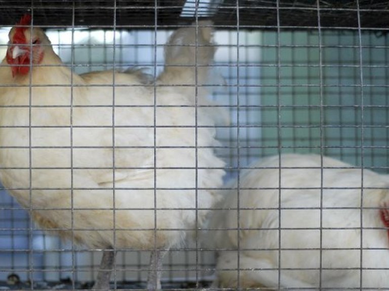 Госветслужба Украины запретила импорт китайской птицы