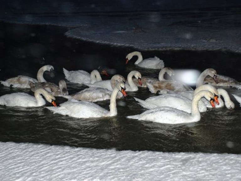 В окрестностях Евпатории стая лебедей вмерзла в лед, однако спасатели не спешили на помощь