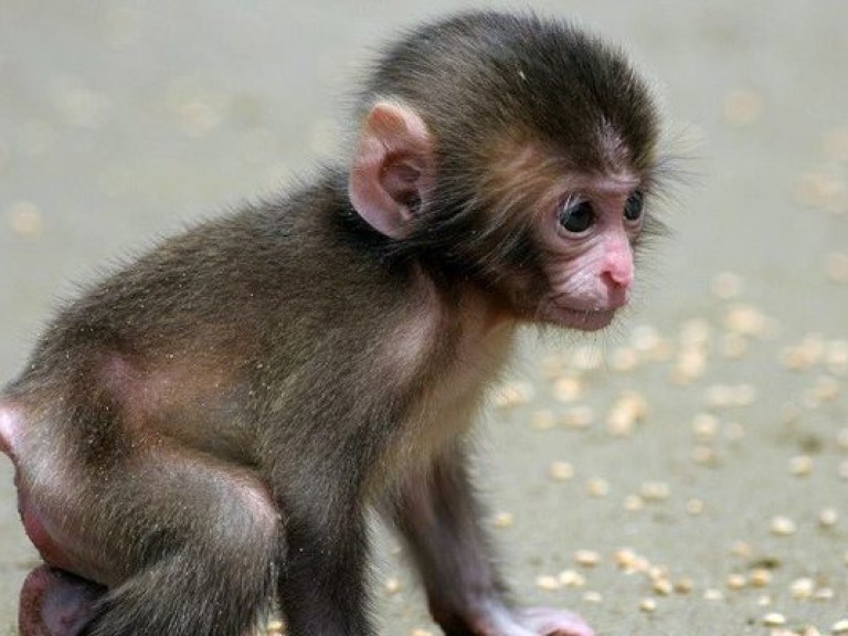 Родились первые в мире генетически-модифицированные обезьяны