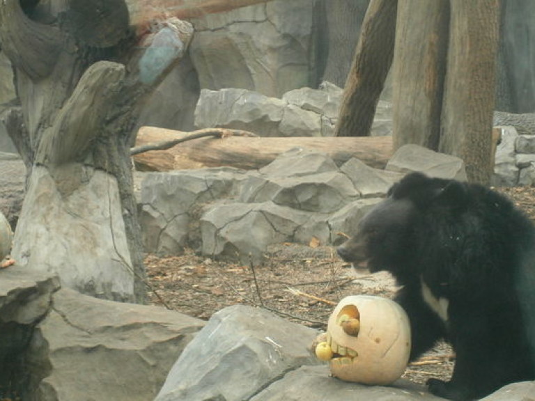 Медведи в столичном зоопарке предрекают раннюю весну