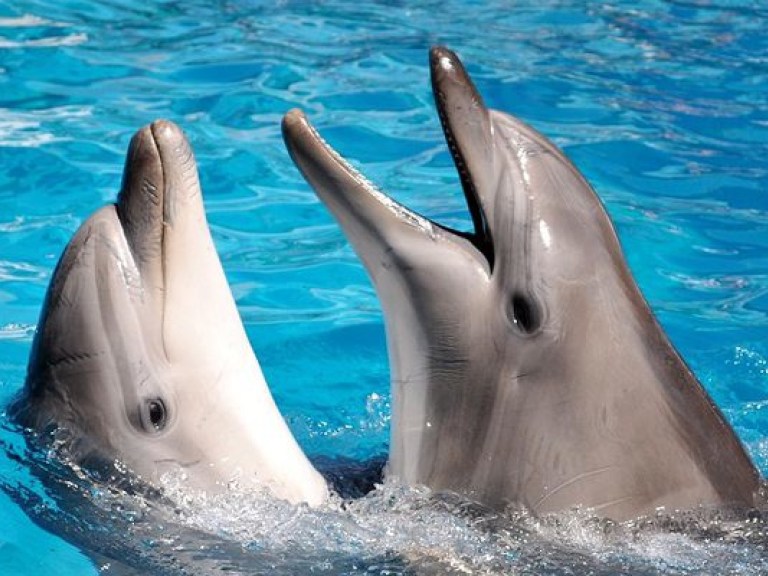 В Крыму в канун дня святого Валентина поженили дельфинов