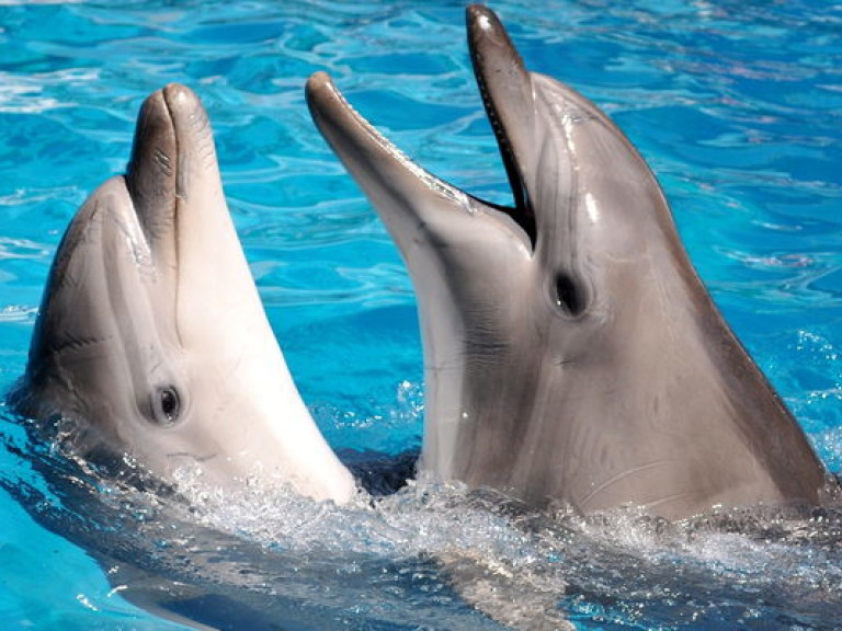 В Ялте поженили черноморских дельфинов (ВИДЕО)