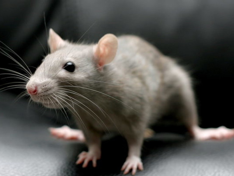 Крысы признаны самыми живучими существами в мире