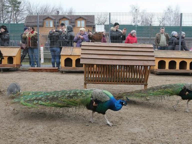 Киевский зоопарк взял шефство над животными в Межигорье