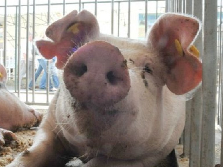 Россельхознадзор прекратил сертификацию всей украинской свинины