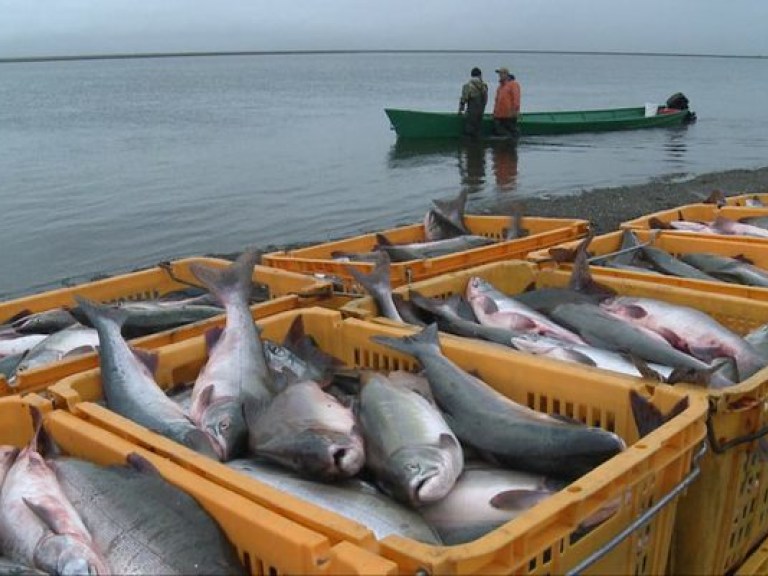 Вылов рыбы в Украине сократился более чем на треть