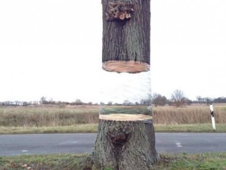 На обочине дороги в Германии появилось «летающее» дерево (ВИДЕО)