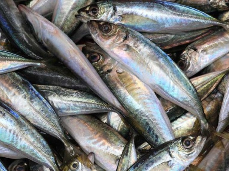 А.Чистяков: «Отсоединением Крыма нанесен катастрофический удар по украинской рыбной отрасли»